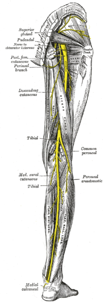 Acupuncture For Sciatica