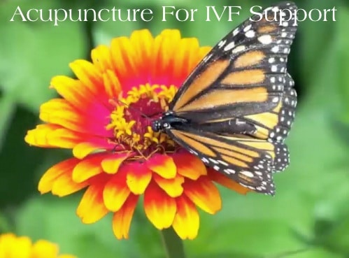 Acupuncture for IVF Support