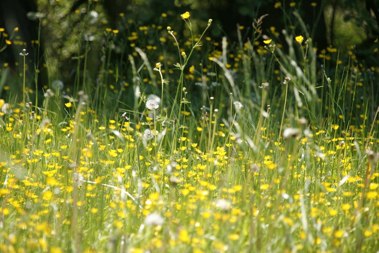 How Can Acupuncture Relieve Hay Fever?